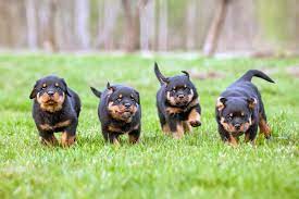 Mississippi Rottweilers