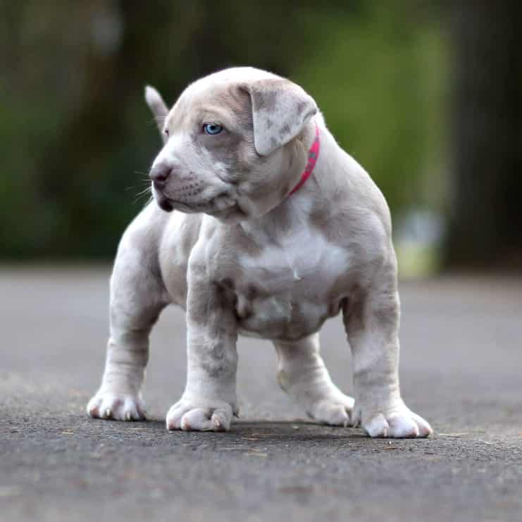 Merle Pit Puppies for Sale – Top 7 Breeders!