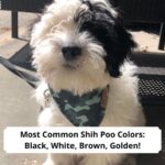 Most-Common-Shih-Poo-Colors-Black-White-Brown-Golden-template