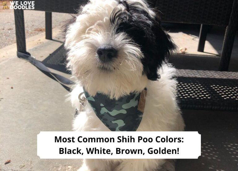 Most-Common-Shih-Poo-Colors-Black-White-Brown-Golden-template