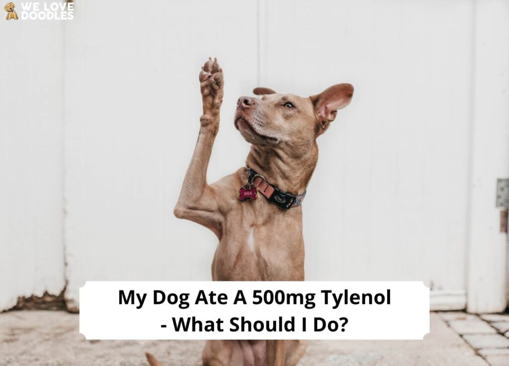 My dog ate hot sale a 500mg tylenol