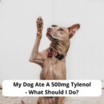 My-Dog-Ate-A-500mg-Tylenol-What-Should-I-Do-template