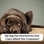 My-Dog-Has-Heartworms-And-I-Cant-Afford-The-Treatment-template