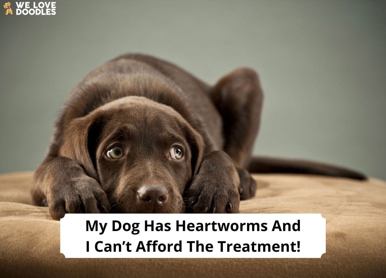 should-my-dog-be-on-heartworm-medicine