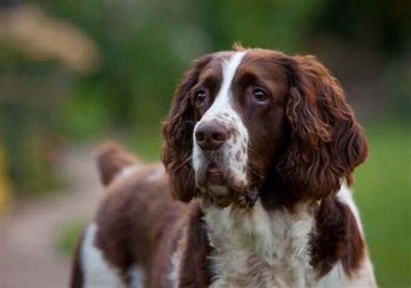 Best Springer Spaniel Haircut Ideas! (2024) - We Love Doodles