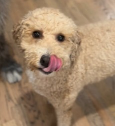 Nelson (@nelsonthegoldendoodle)
