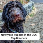 Newfypoo Puppies