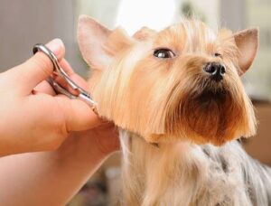 Parti Yorkie Haircut Ideas