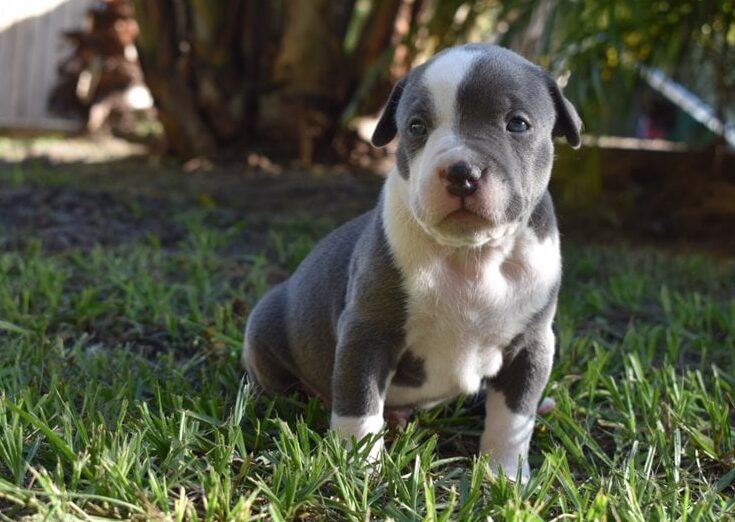 Where To Find Pitbull Puppies For Sale For 250 2024 We Love Doodles   Pit Bull Rescue Central E1669270908332 