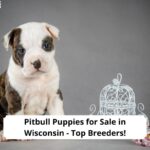 Pitbull-Puppies-for-Sale-in-Wisconsin-template