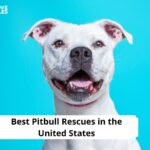 Pitbull Rescues