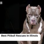 Pitbull Rescues in Illinois