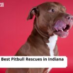 Pitbull Rescues in Indiana