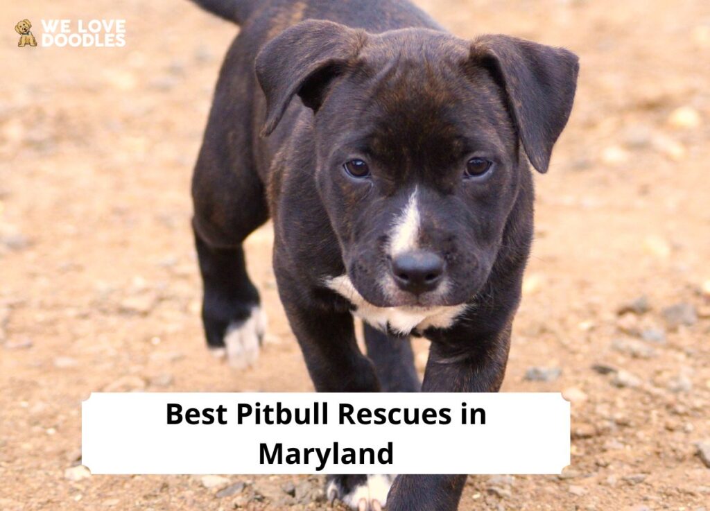 6 Best Pitbull Rescues In Maryland   Pitbull Rescues In Maryland 1024x737 