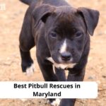 Pitbull Rescues in Maryland