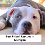 Pitbull Rescues in Michigan