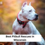 Pitbull Rescues in Wisconsin
