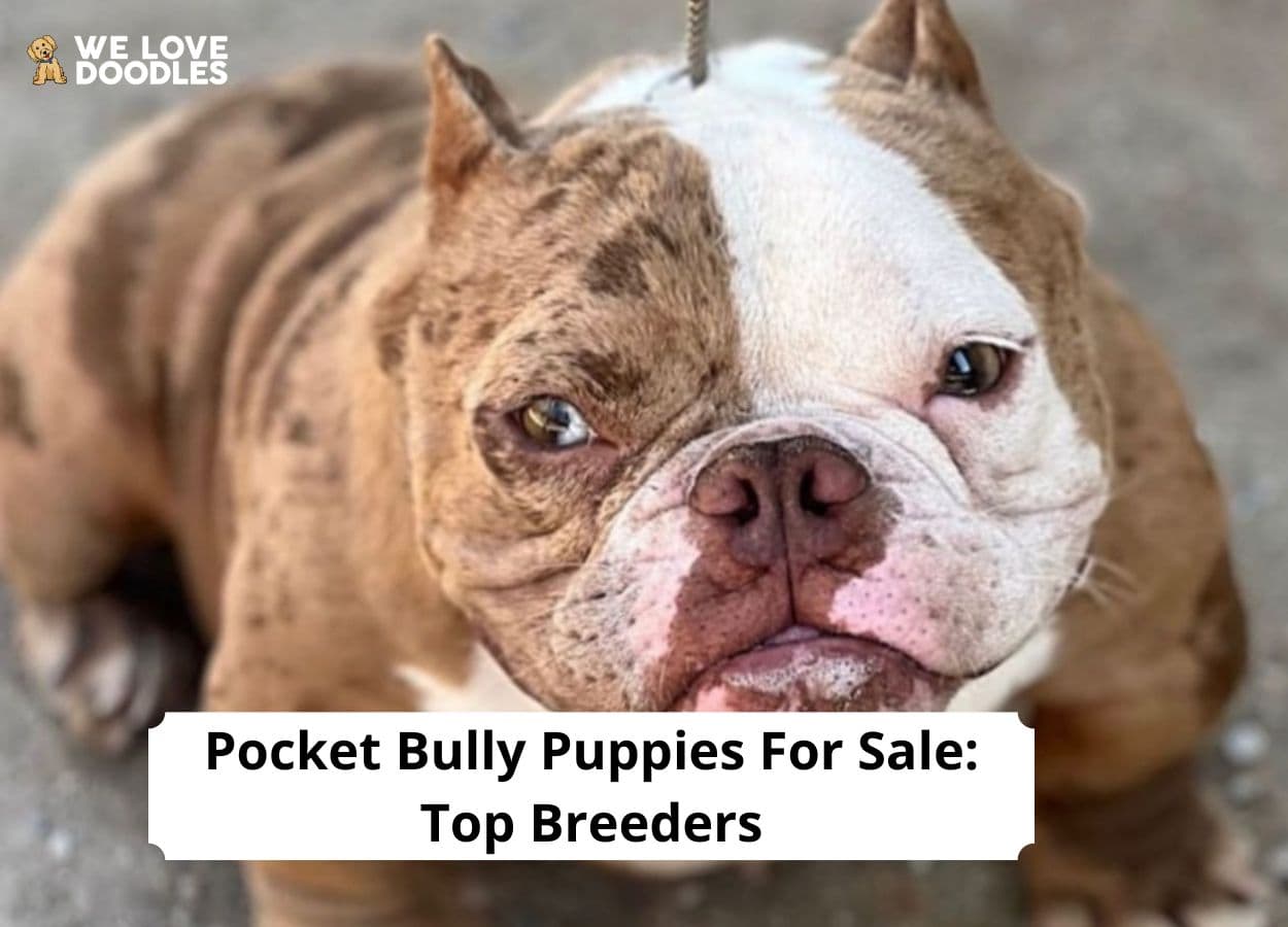 Pocket American Bully Puppies for Sale, Top American Bully Breeders