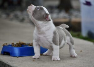 Blue Tri Pocket Bully Boy in Rotherham S62 on Freeads Classifieds -  American Bully classifieds