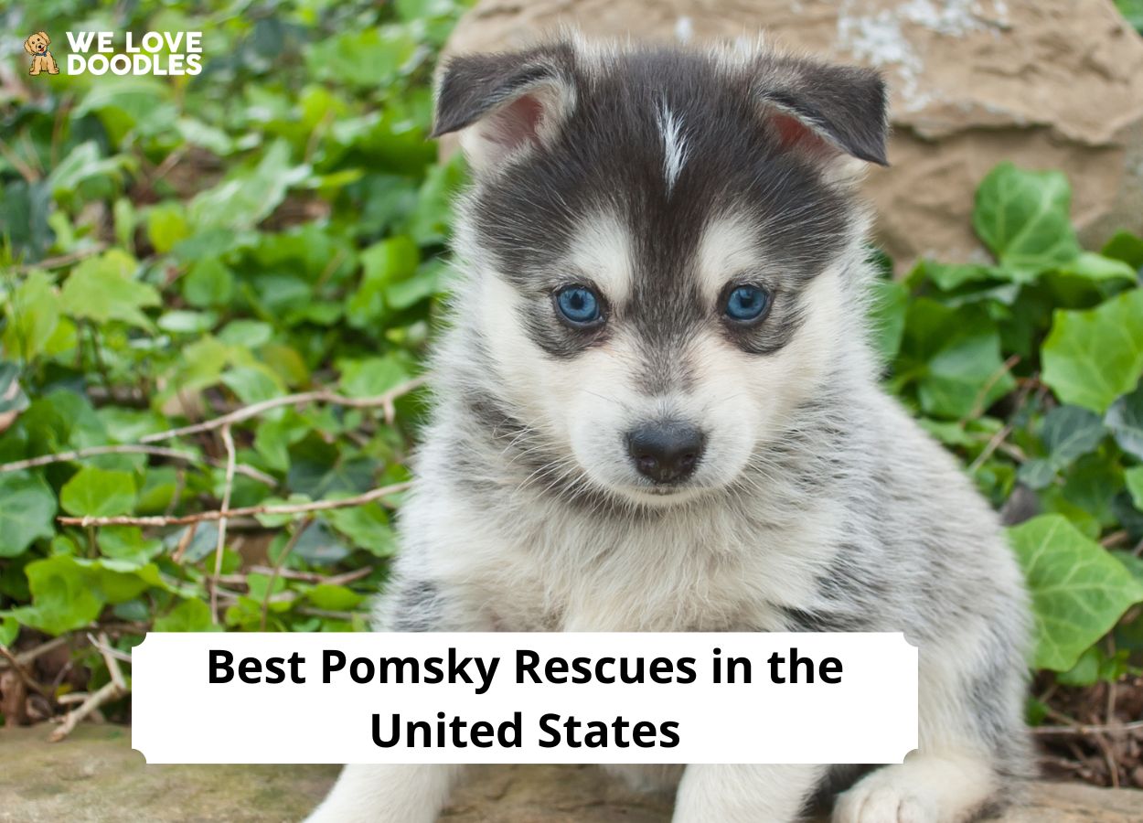 what you need to know about a pomsky