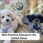 Poochon Rescues