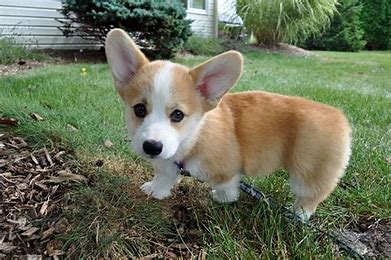 8 Best Corgi Haircut Styles – With Pictures!