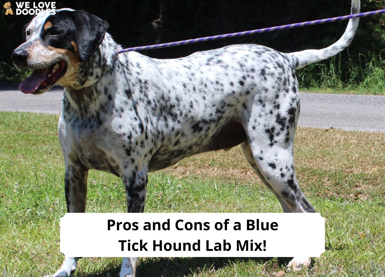 Blue tick hound and best sale lab mix