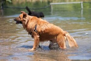 Prospect Park Dog Beach (DogParkNYC)