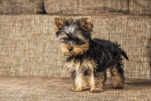 Puppy Haircut