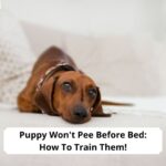 Puppy-Wont-Pee-Before-Bed-How-To-Train-Them-template