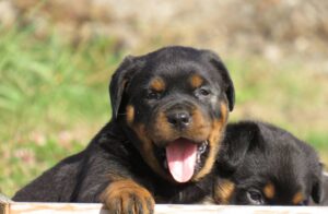 Rotten Rottie Rescue (Rottweiler For $250)