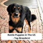 Rottle-Puppies-in-The-US-template