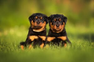 Rottle Puppies in the US - Top Breeders