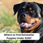 Rottweiler Puppies Under $250