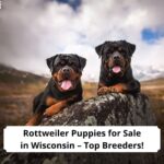 Rottweiler-Puppies-for-Sale-in-Wisconsin-template