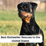 Rottweiler Rescues USA