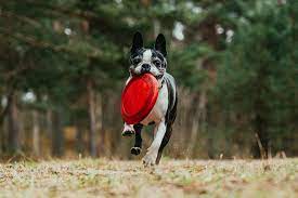SacRiver Kennels (FrenchtonUSA)
