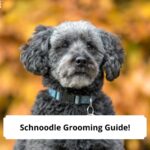 Schnoodle-Grooming-Guide-Step-by-Step-template