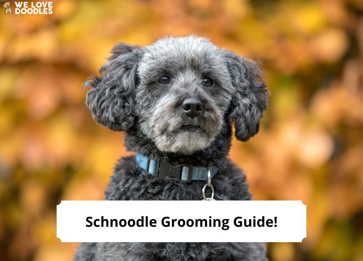 how often should you bathe a schnoodle