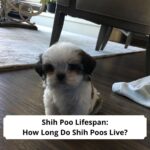 Shih-Poo-Lifespan-How-Long-Do-Shih-Poos-Live-template