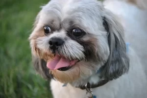 Shih Tzu Rescue Incorporated (ShihTzuUSA)