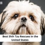 Shih Tzu Rescues