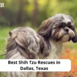 Shih Tzu Rescues in Dallas