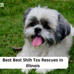 Shih Tzu Rescues in Illinois