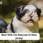 Shih Tzu Rescues in New Jersey