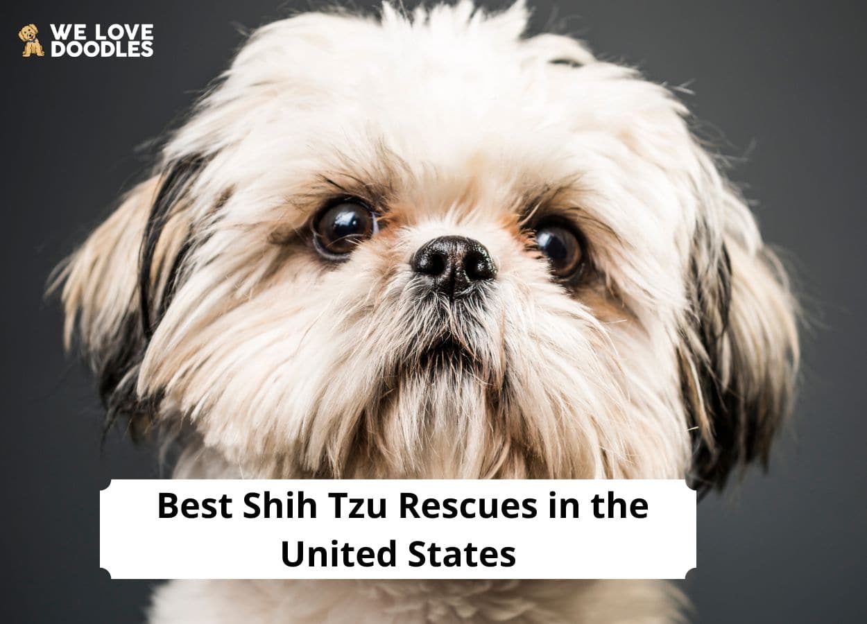 Shih Tzu Rescues