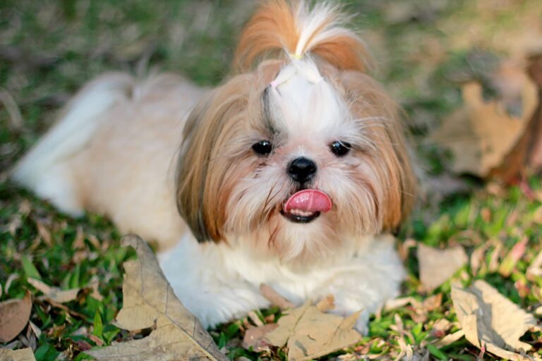 13 Best Shih Tzu Haircuts! (With Pictures) - We Love Doodles