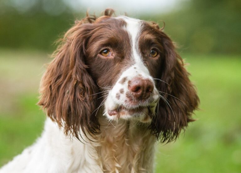 Best Springer Spaniel Haircut Ideas! (2024) - We Love Doodles