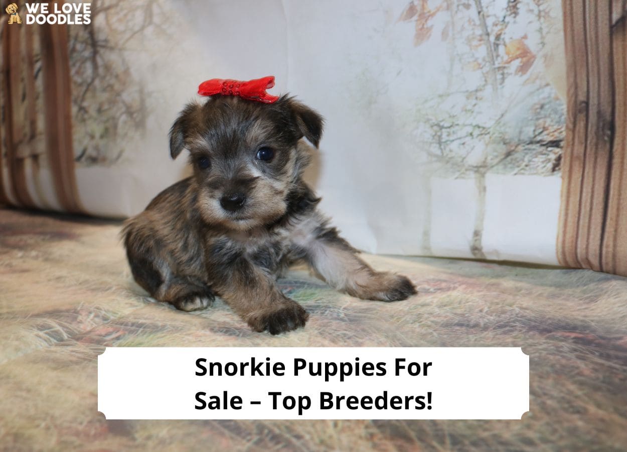 Snorkie Puppies for Sale – Top 7 Breeders! (2024) - We Love Doodles