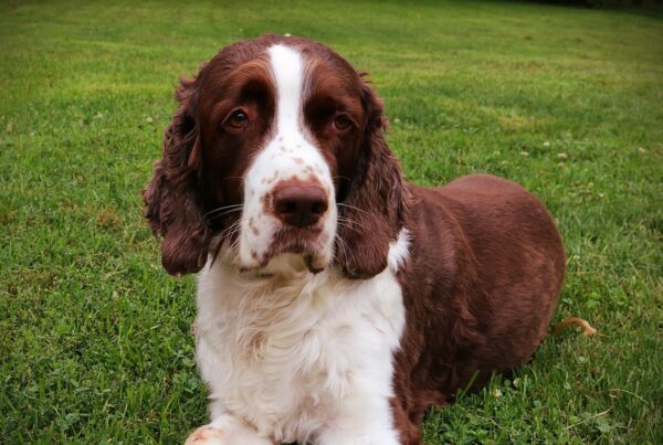 Best Springer Spaniel Haircut Ideas! (2024) - We Love Doodles